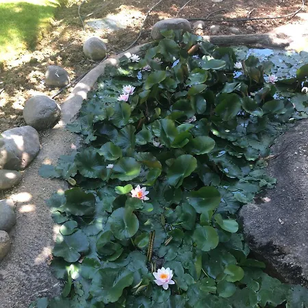 Luxury At Lomas Del Rey, Puente *